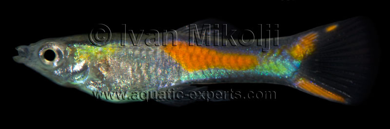 Poecilia wingei